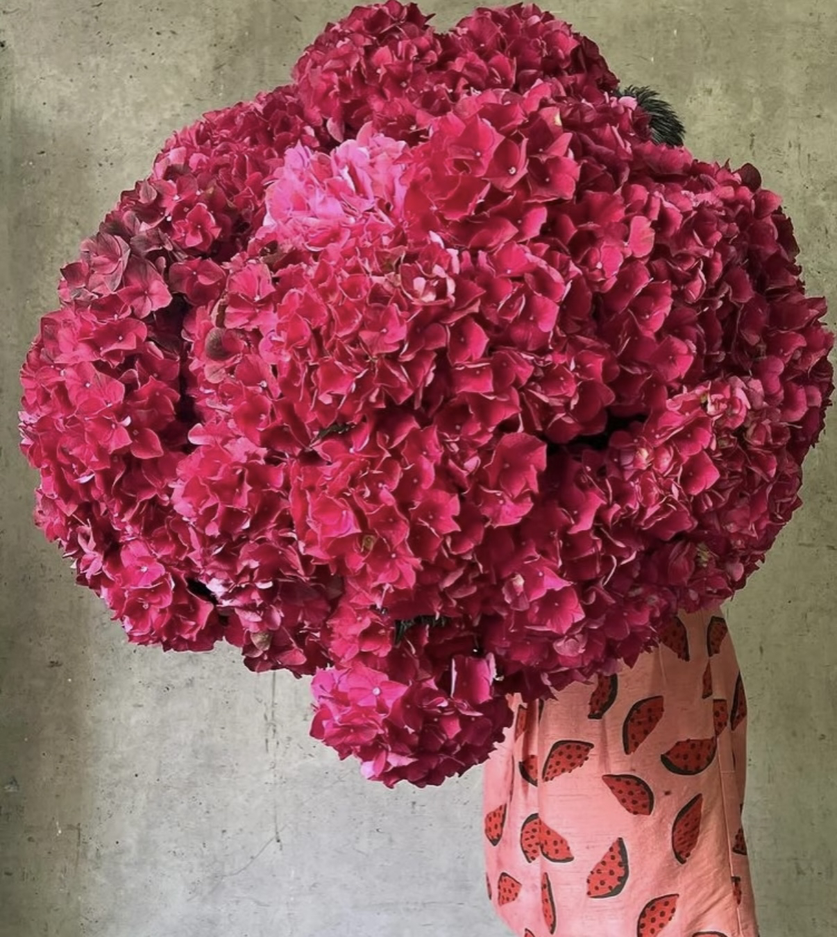 宇辰【红宝石绣球花】小5加仑 矮株型盆栽花卉基地直发 带花发货