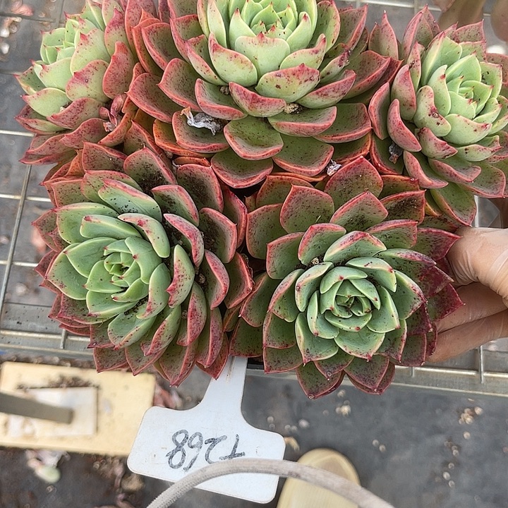 两单包邮，一物一拍268贝拉多娜