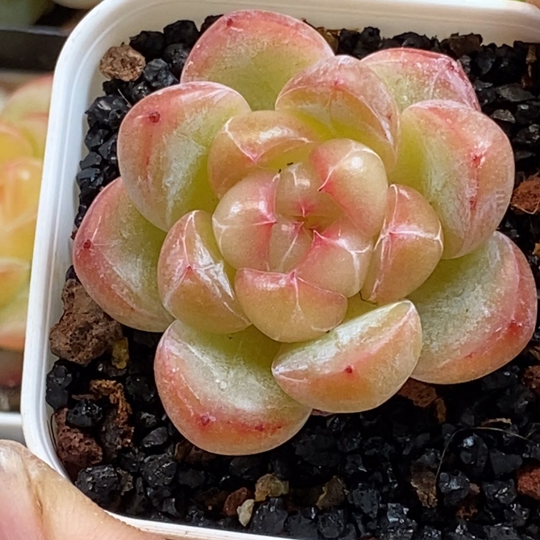 天官赐福百无禁忌