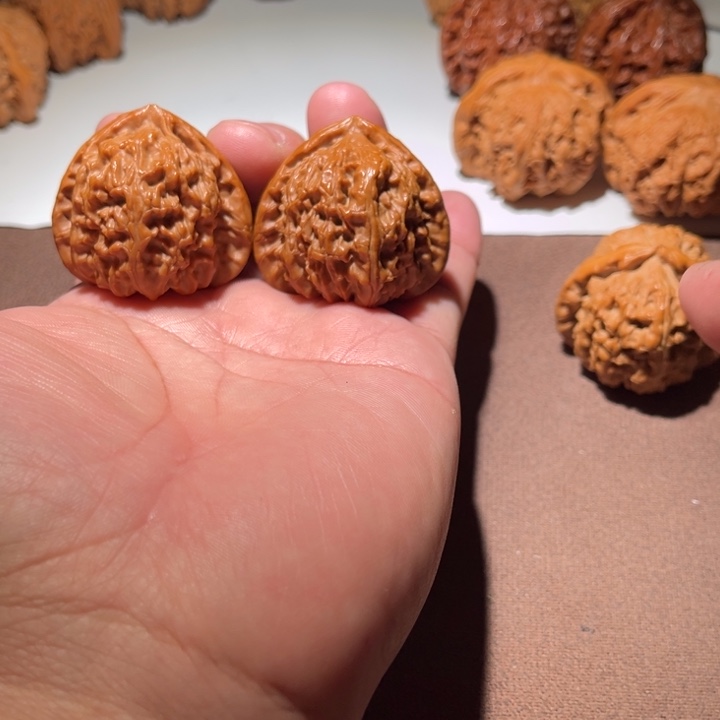 四***月精品白狮子40尺寸