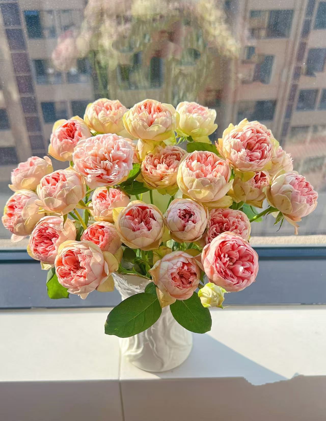 【陌上花开】新娘枫叶-稀有多头玫瑰（收到请带包装醒花~）