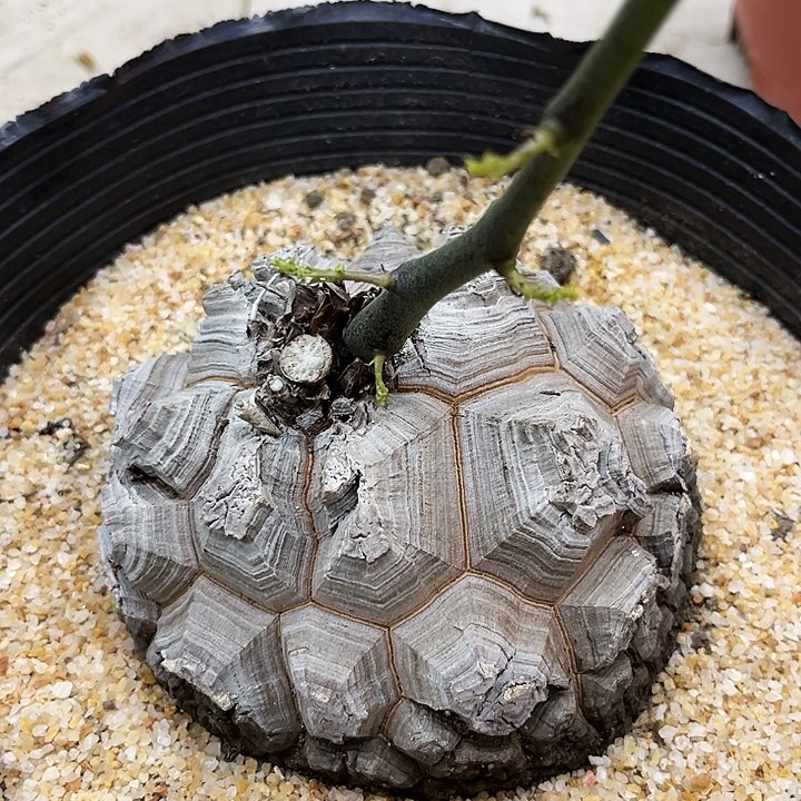 潮流植物精品大甲足球大龟