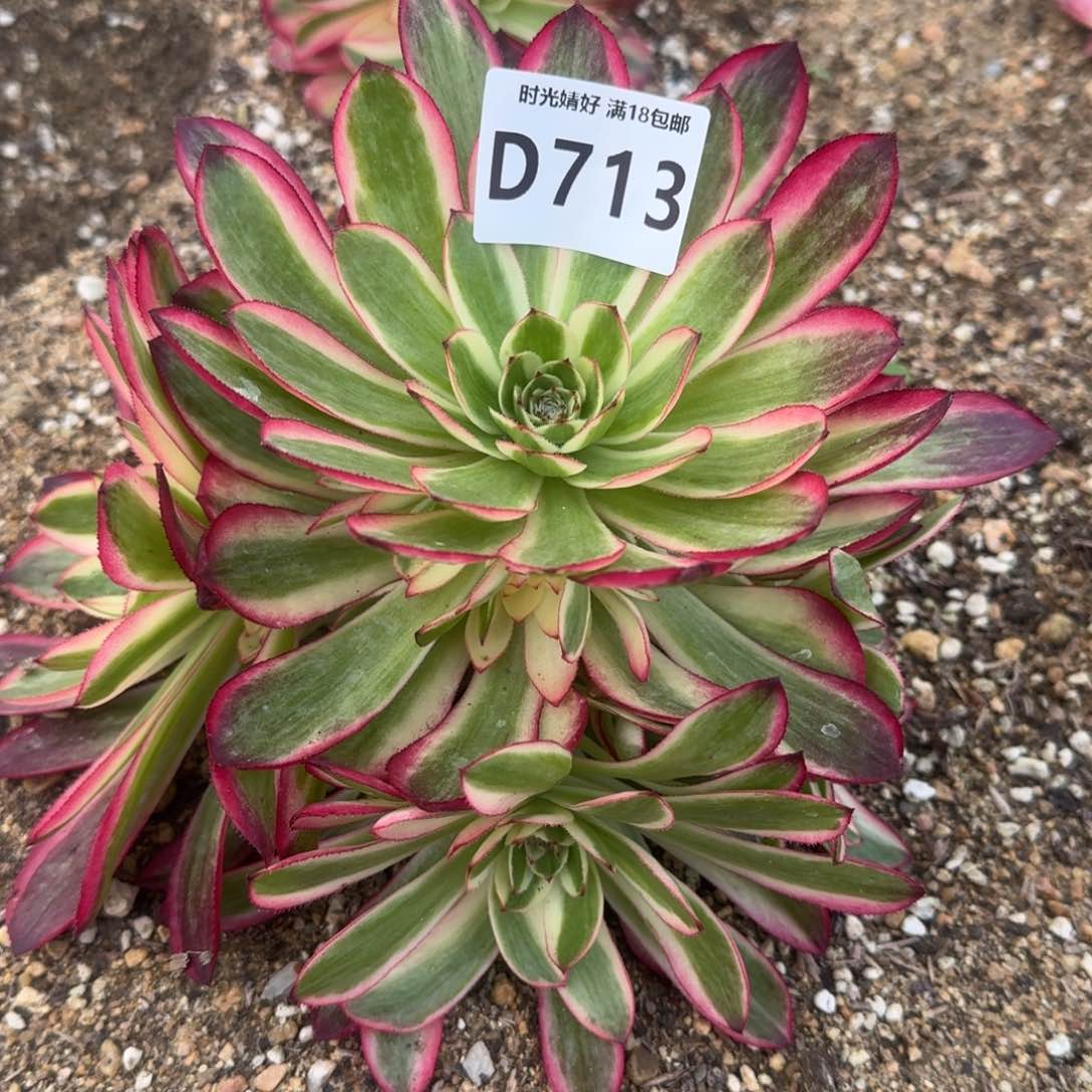 713荔枝多肉植物