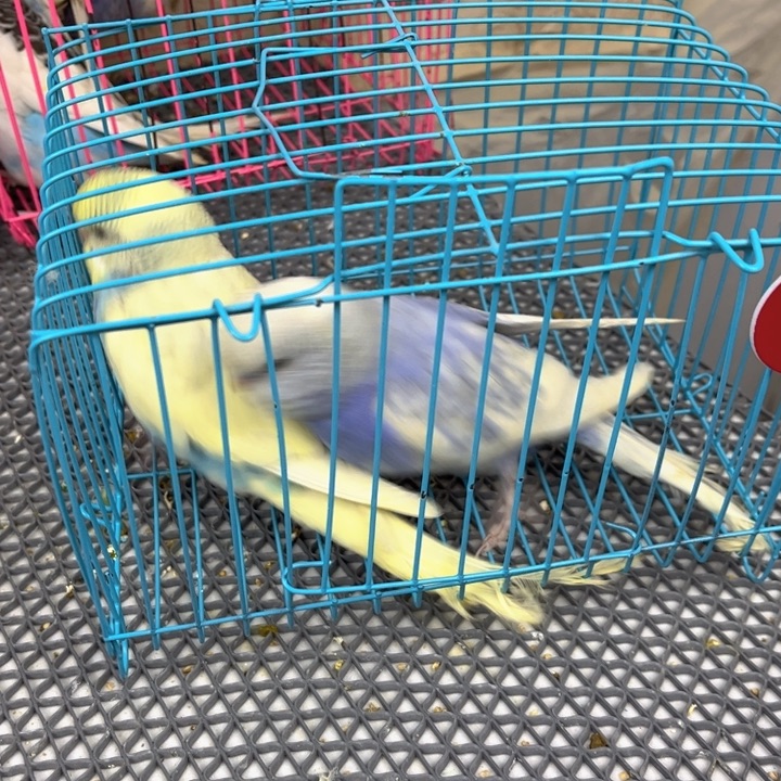 开***虹虎皮鹦鹉虎皮鹦鹉