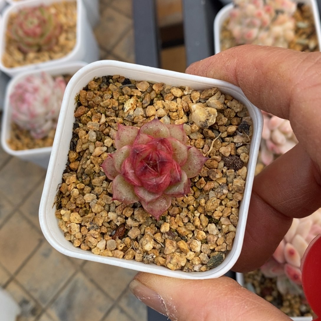 精品多肉一物一拍不包整6