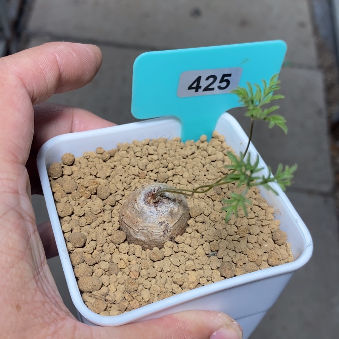 旋柄洋葵多肉植物