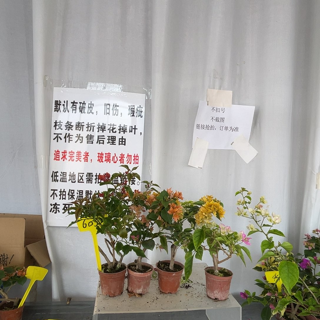 当前无花栽培后可以开花605掌中宝组合