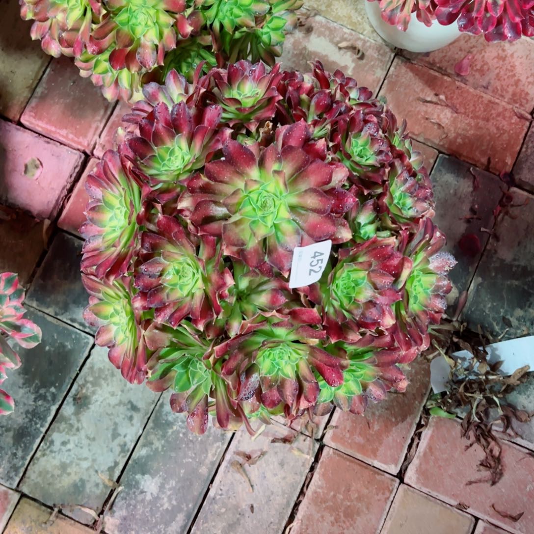 ****452韶华法师多肉植物