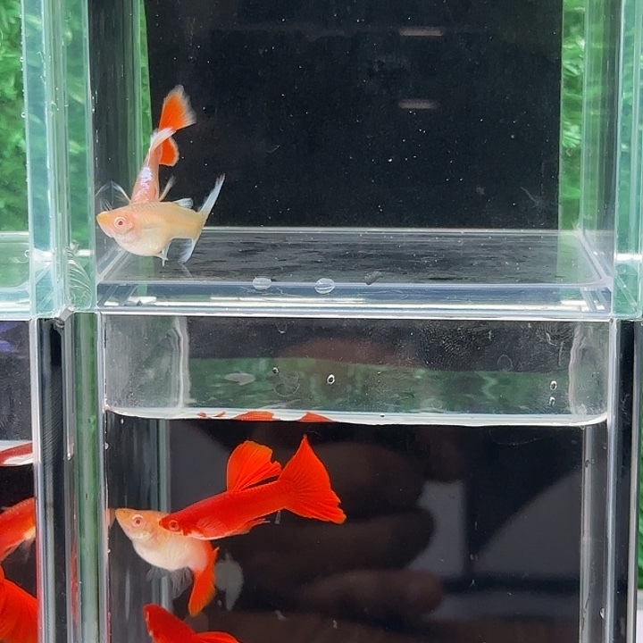 孔雀鱼蓝白哦翼飞船一对