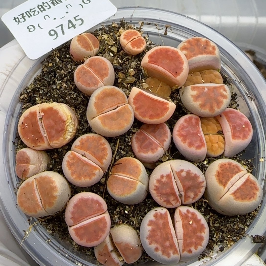 9745。默认脱土。18包邮。偏远88包邮