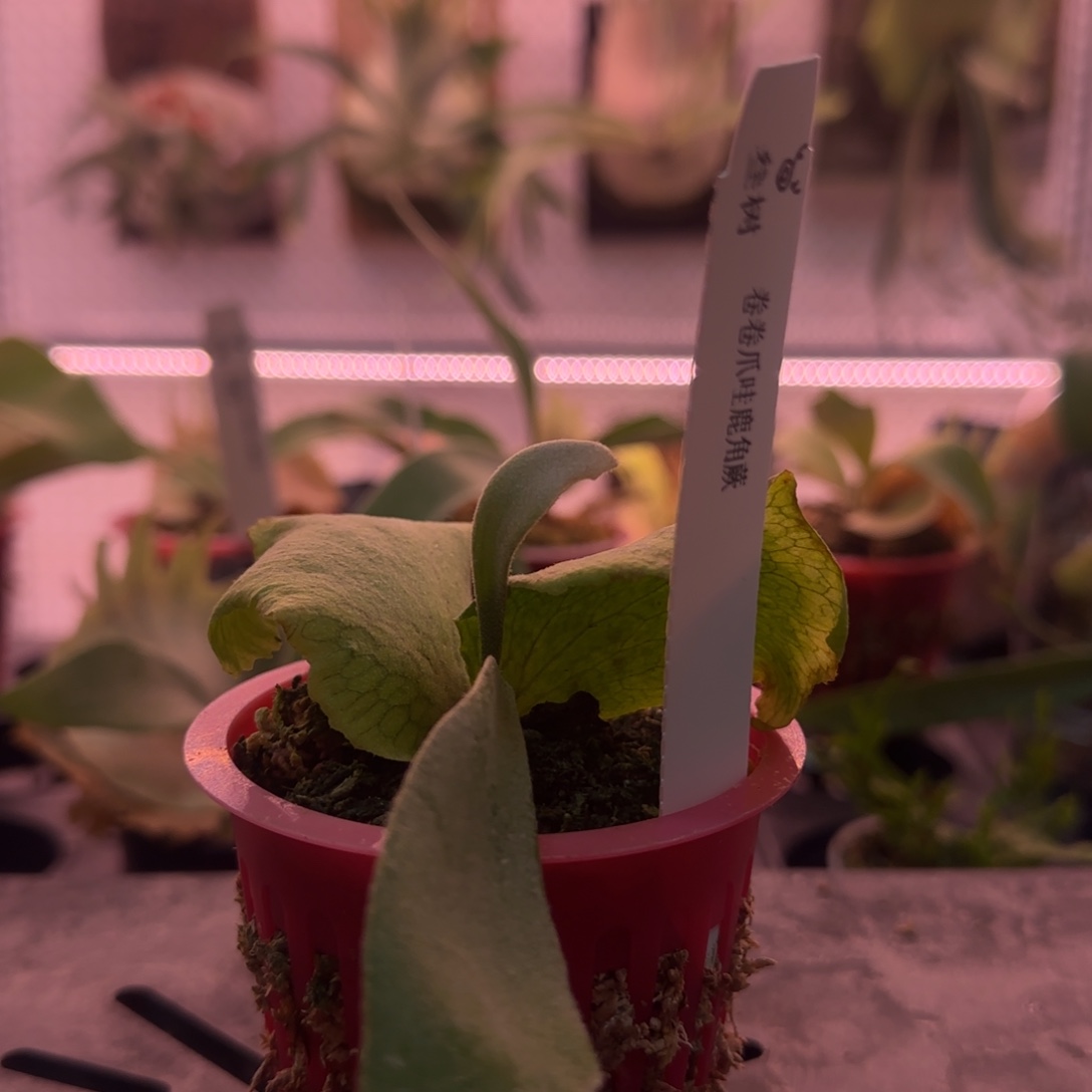 卷卷爪哇鹿角蕨孢子苗