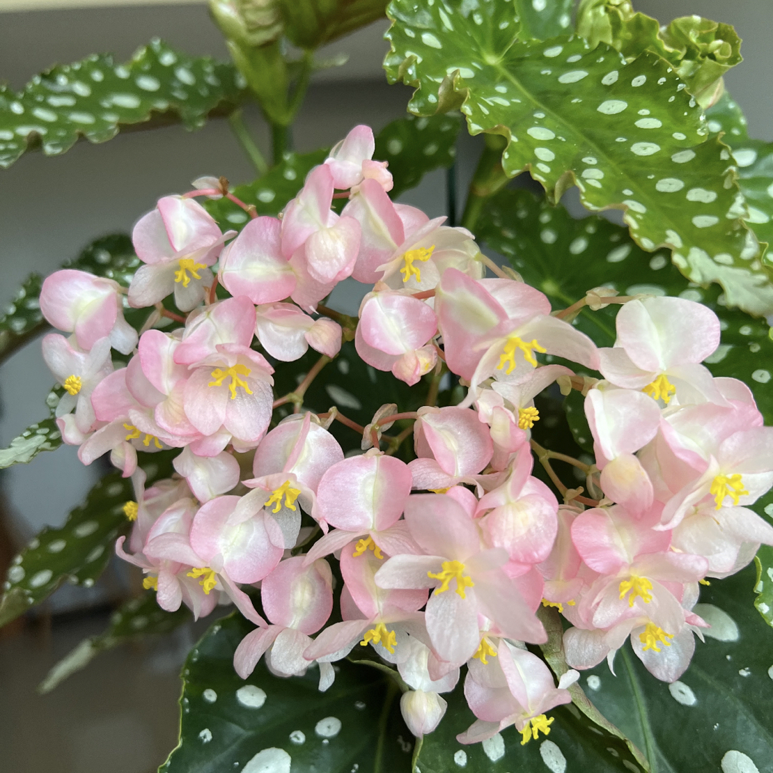 安娜格蕾丝秋海棠盆栽室内观叶赏花绿植适合阳台庭院