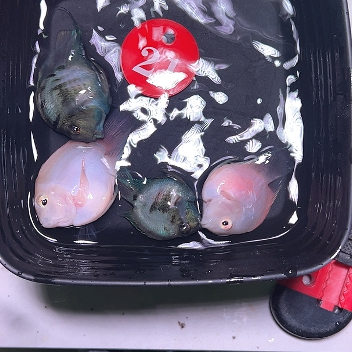 鹦鹉鱼21号，胭脂粉宝蓝各一对