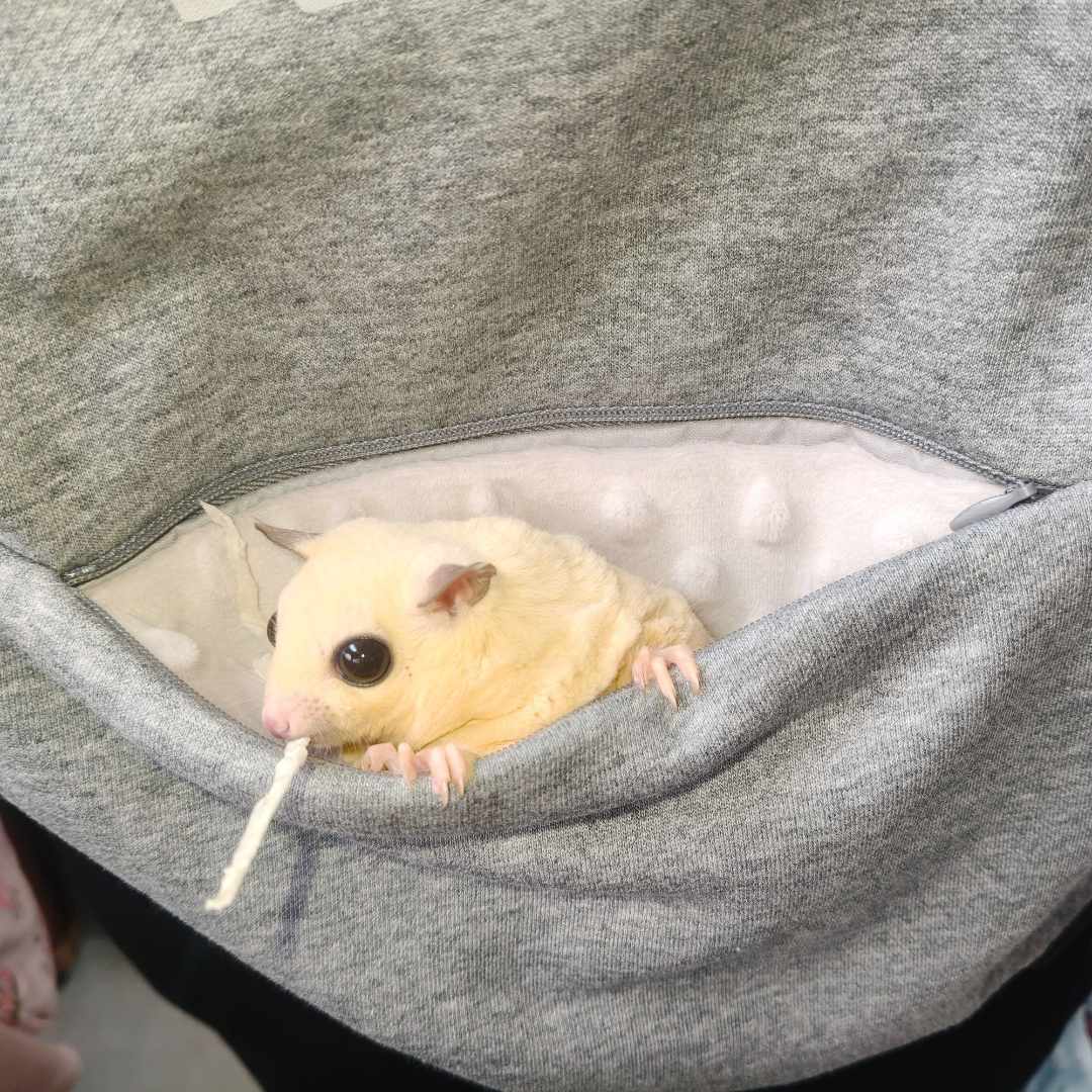 可以装蜜袋鼯出门的便捷卫衣外带包