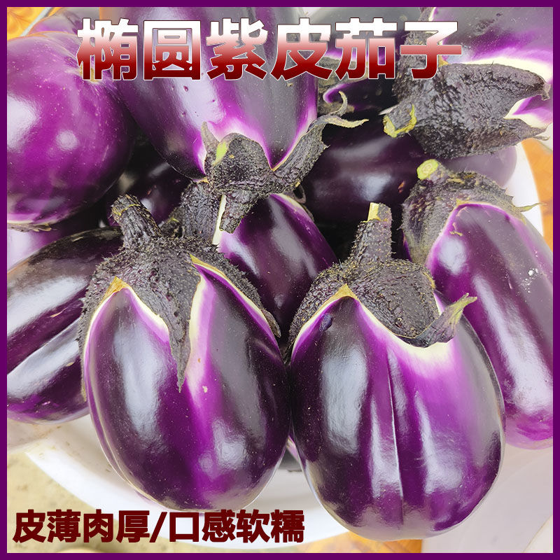 农家自种糯圆茄椭圆茄新鲜便宜蔬菜薄皮嫩茄子紫皮矮茄子批发