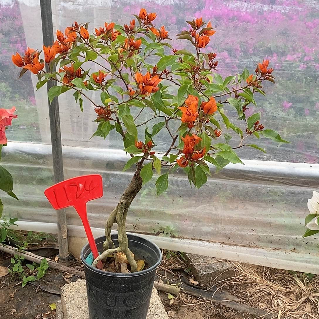 大部分开放少量花苞橙桑巴1124