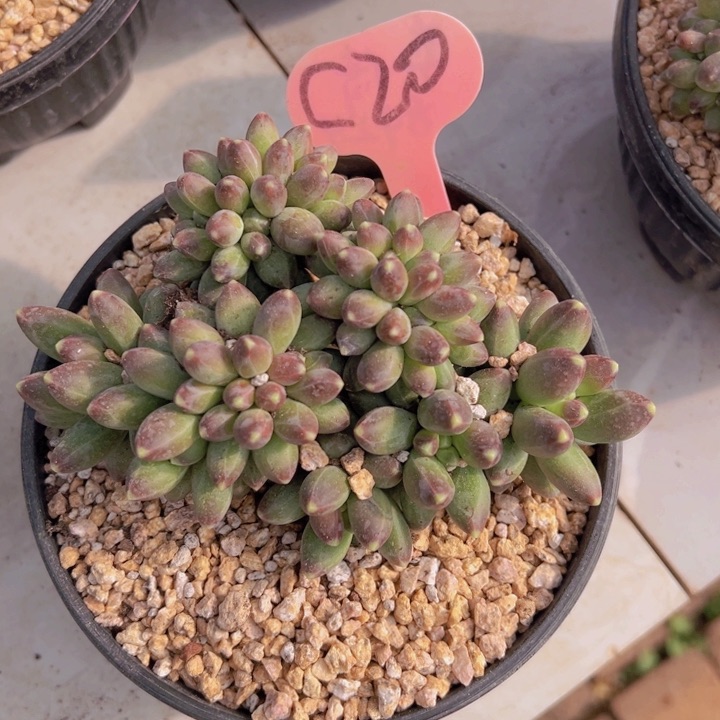 健健康康平平安安