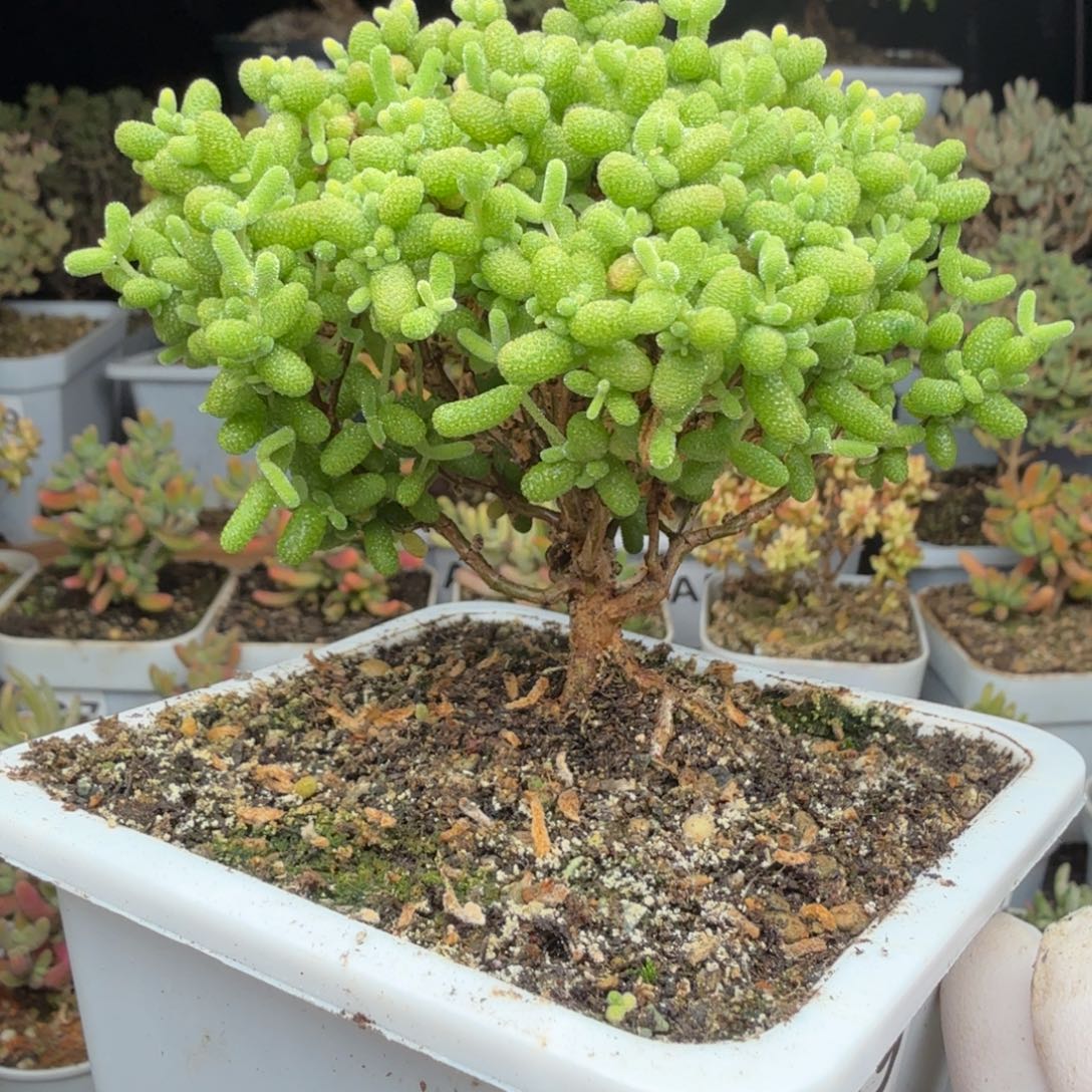 A479金桔糖球枝干