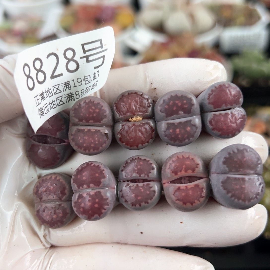 好养易活生石花大母本8828