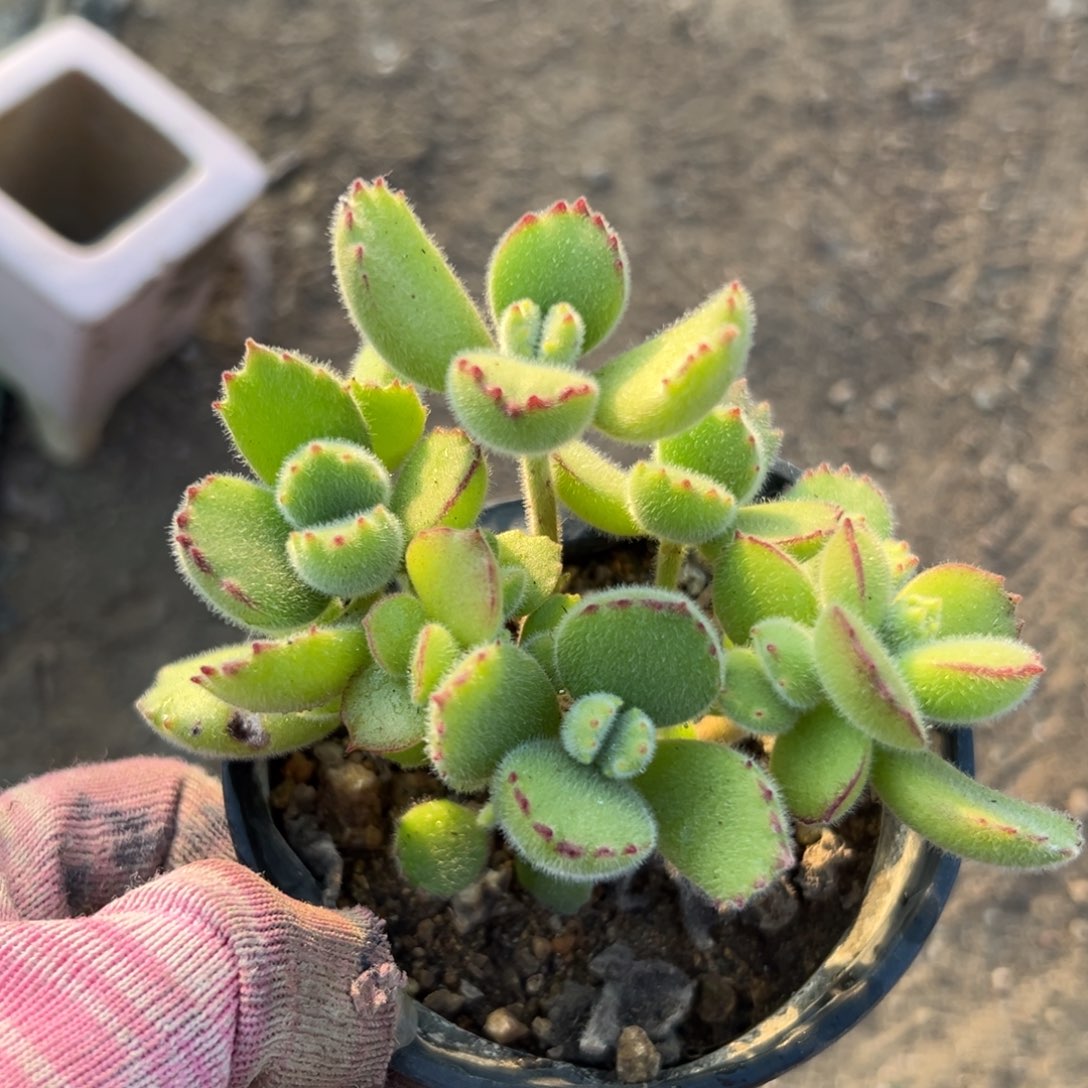 多肉植物植物营养液