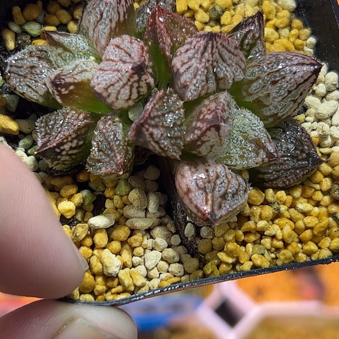 皇妃变异十二卷多肉植物