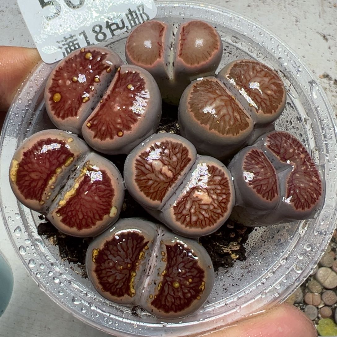 【闪购商品】 501。    