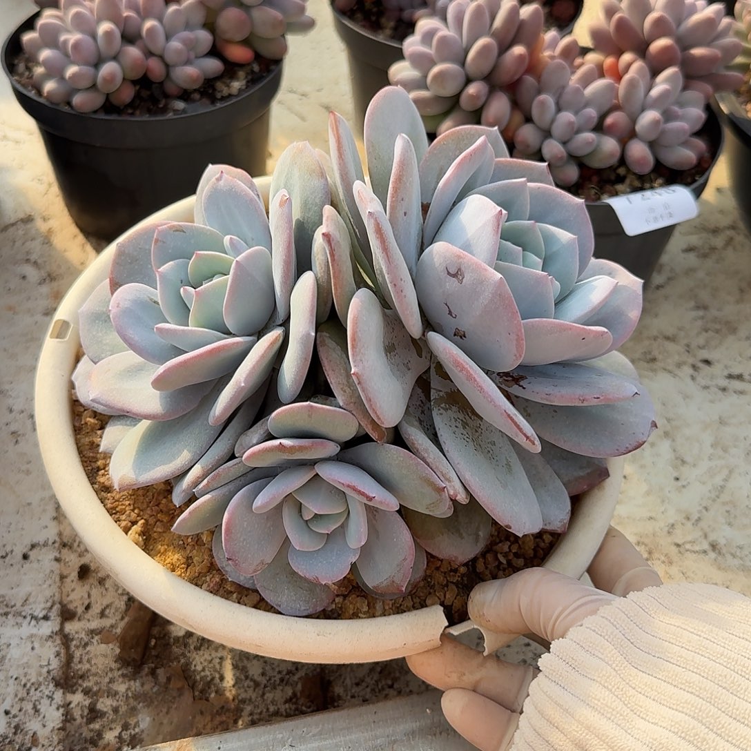 奶茶整无砍群生老桩