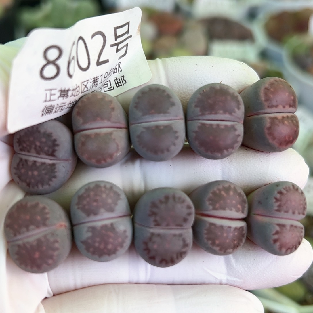 好养易活生石花大母本8602