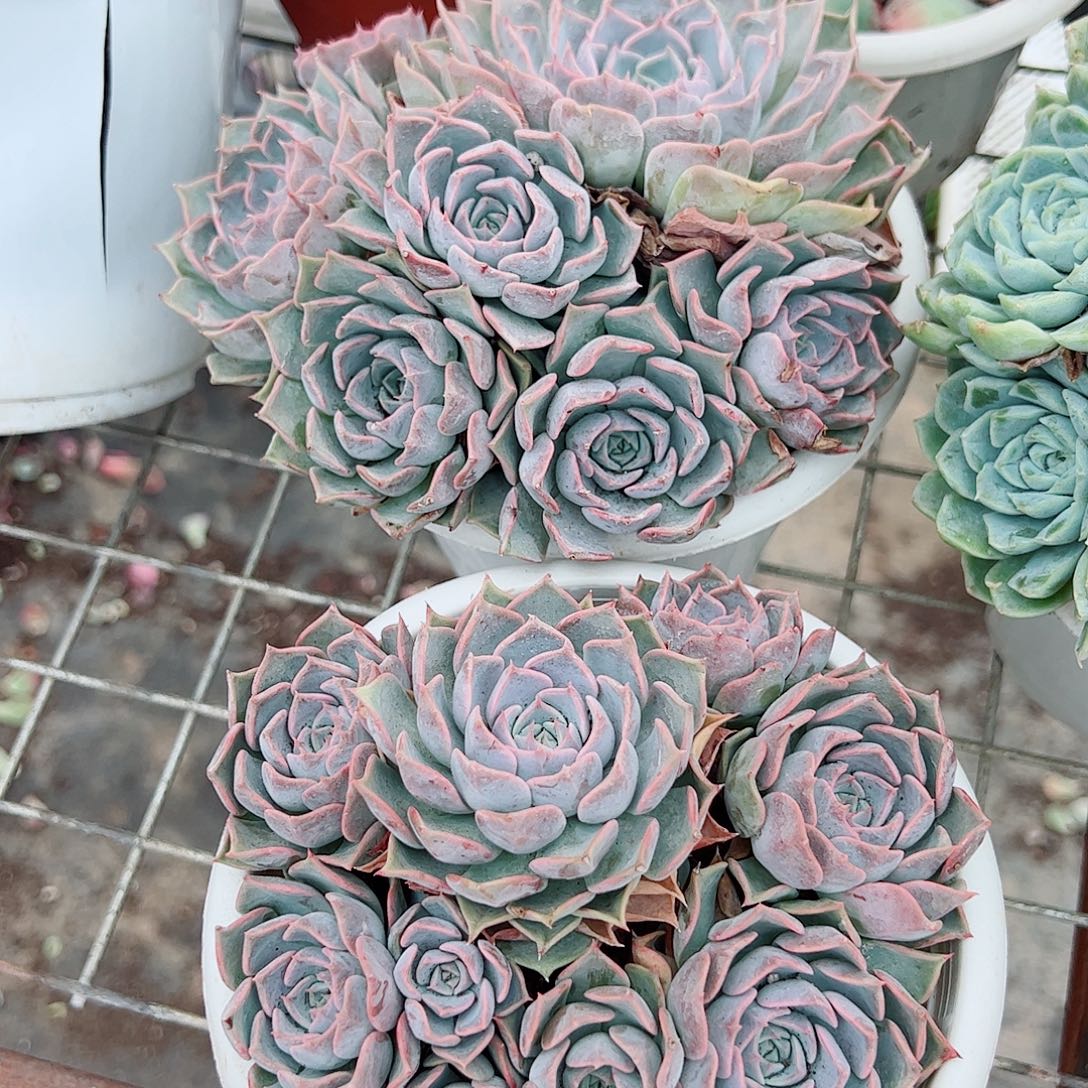 欧版海琳娜多头群生贵货