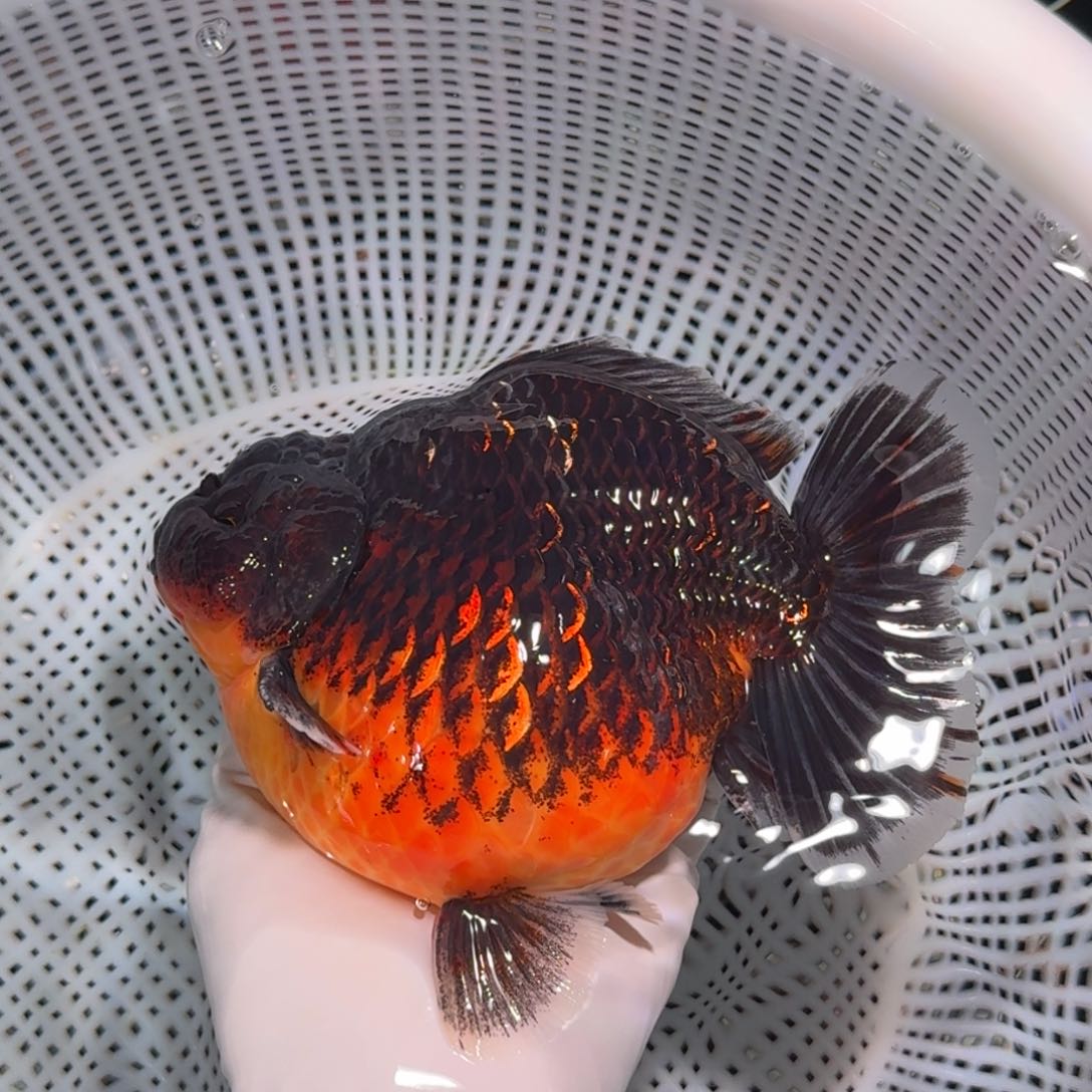 金鱼类不分公母16/17