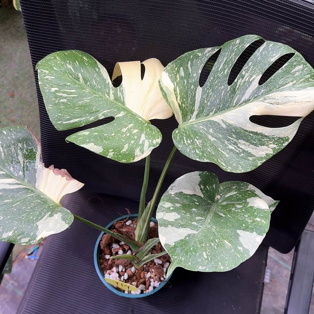 无花朵阿***识极密洒金y19