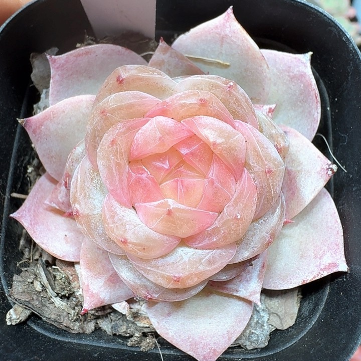 桃花多肉植物317