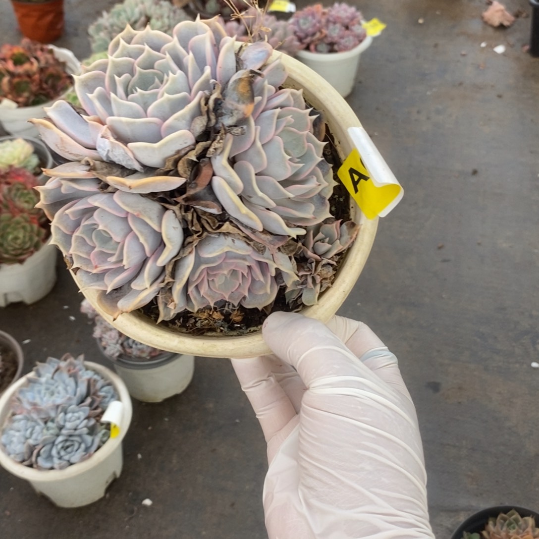 050菲欧娜一物一拍