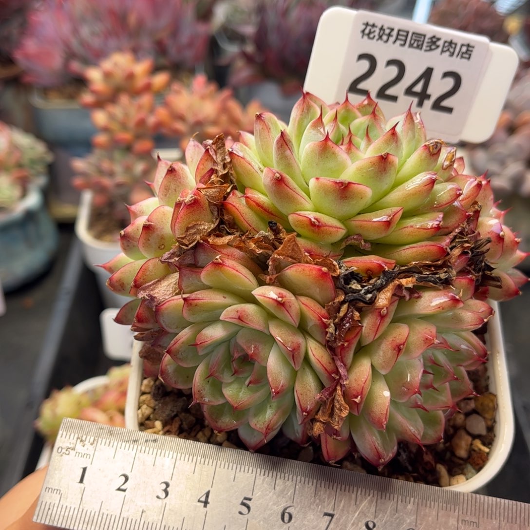 2242 满30包邮，天冷地区必拍保温箱