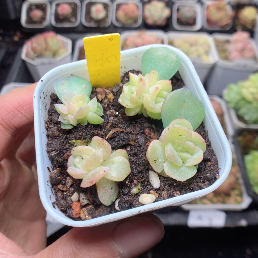 无花朵谪仙4颗量拍yyyy