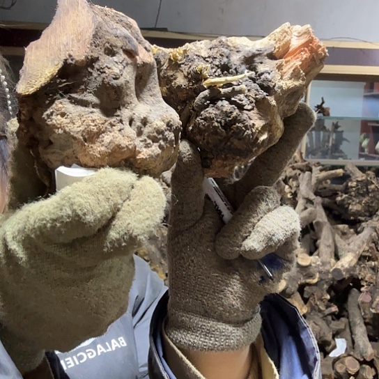 香榧木执*拗火琉璃的毛料吧，料