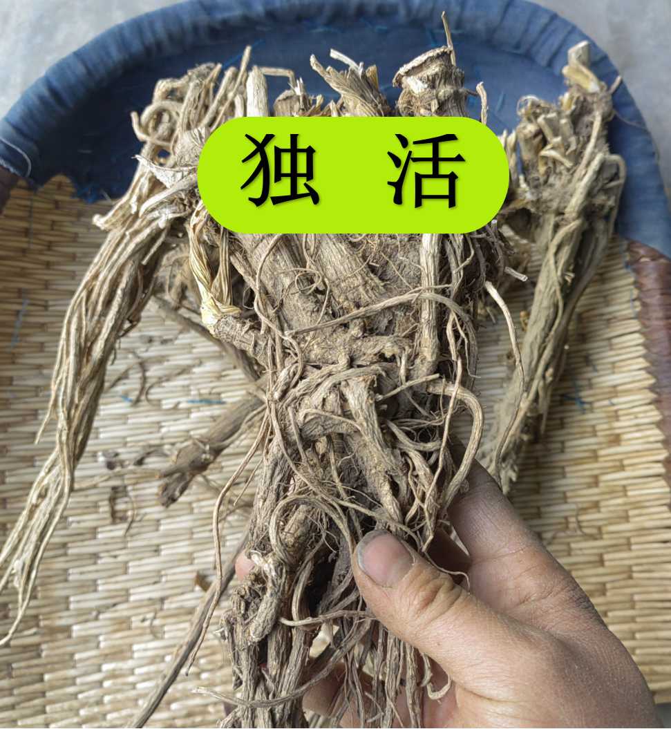 独活 甘肃独活大山里采挖非种植整根