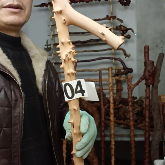 志***节香榧木高山 檬子木文玩料