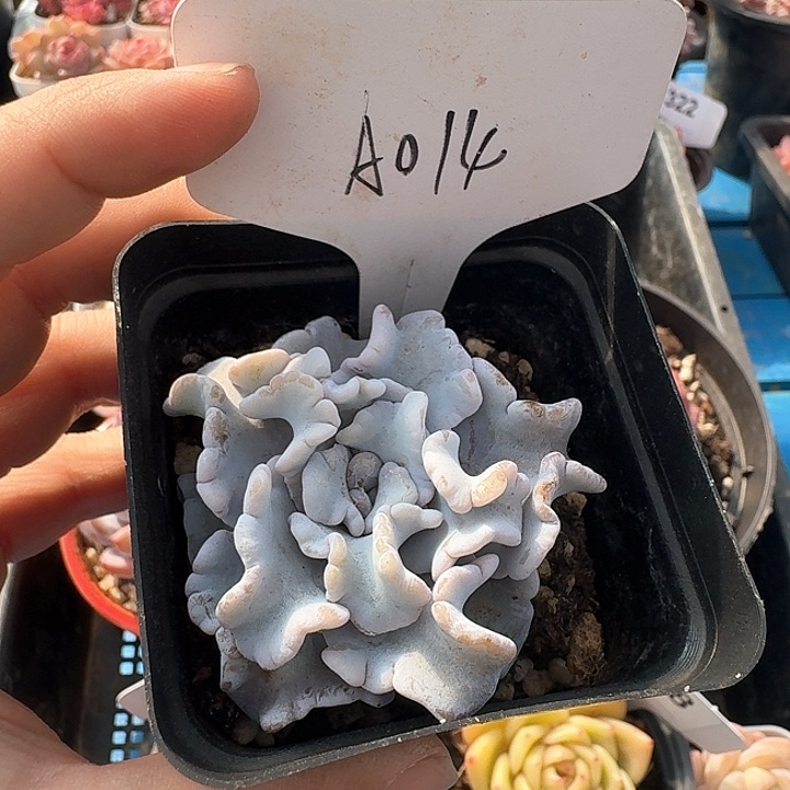 白饺子皮多肉植物014