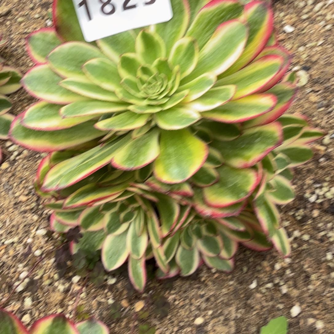 1825火龙果。多肉植物