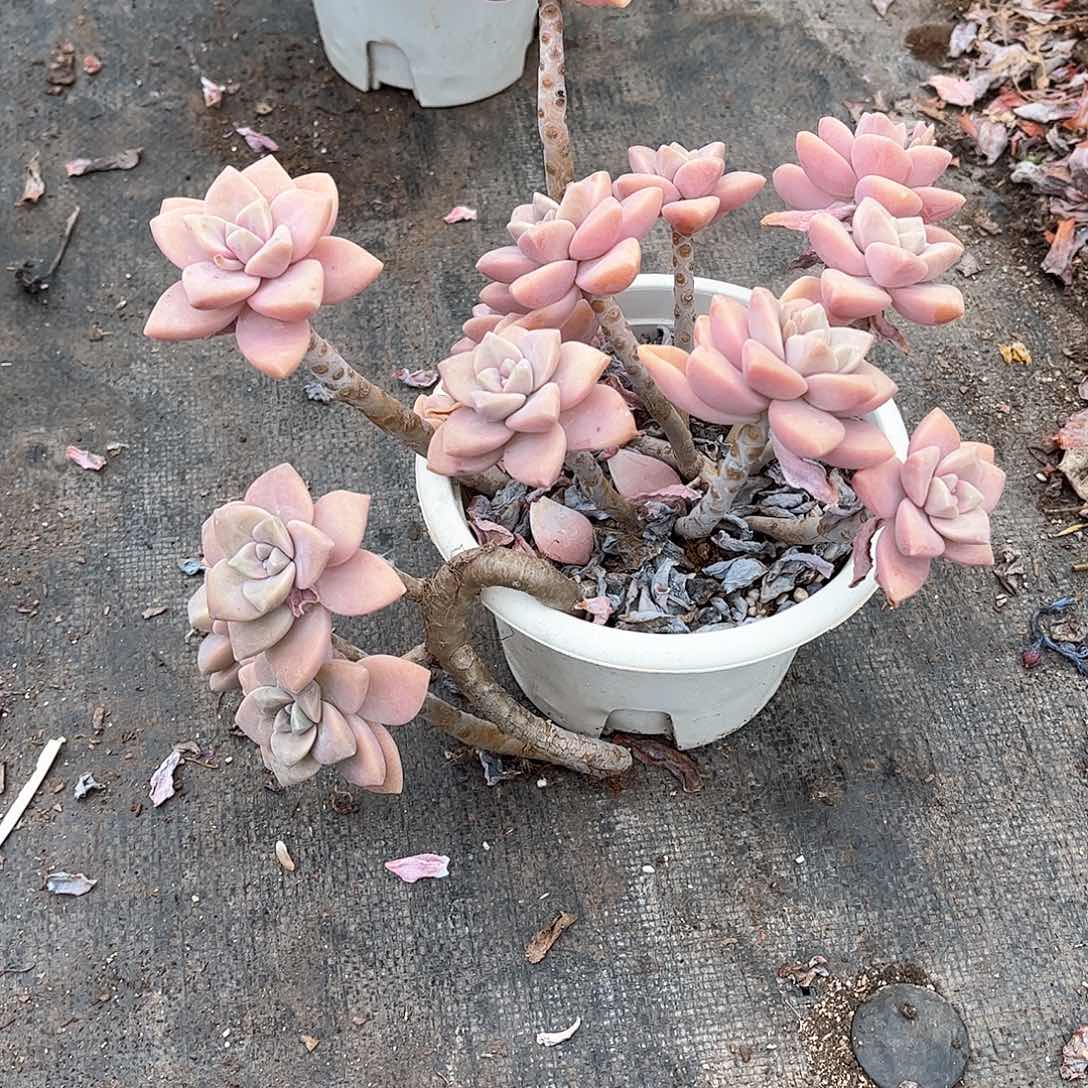 润****间杏美人多肉植物19