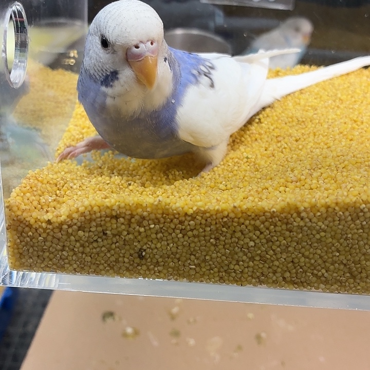 虎皮鹦鹉金彩大头虎皮