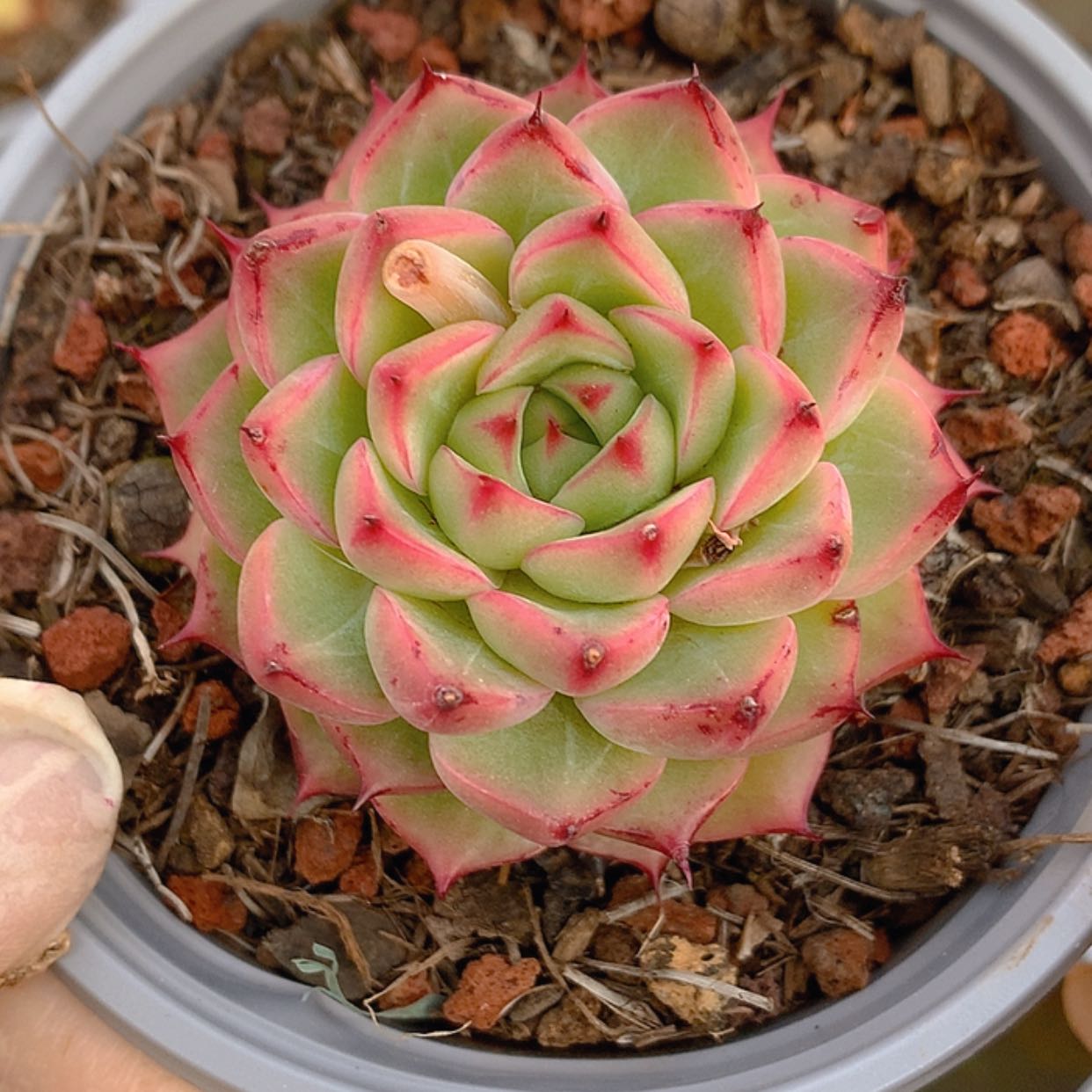 【闪购商品】云981