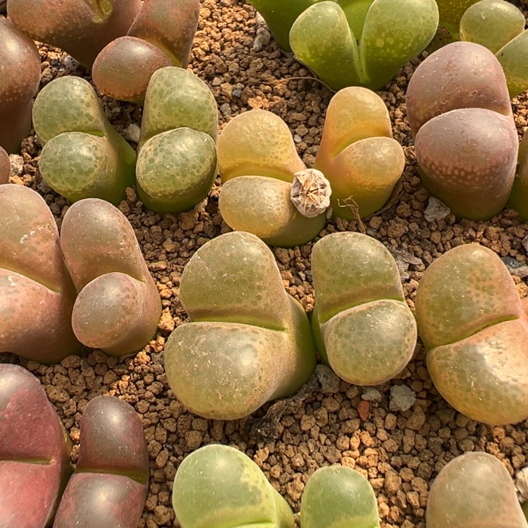 5-190量拍双头母本风铃一颗