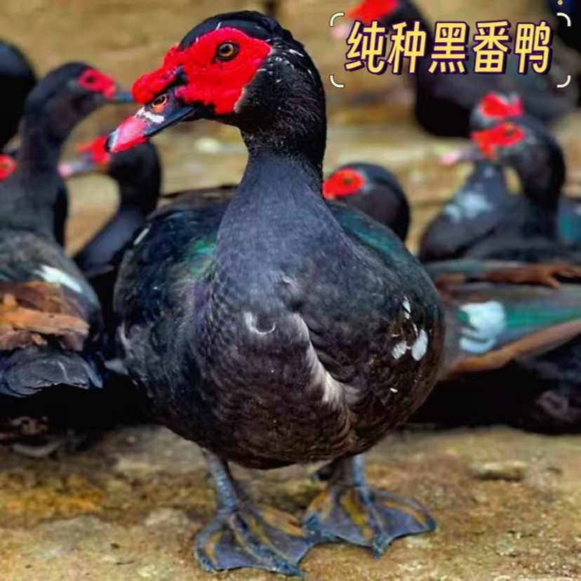 福建发货次日达农村散养番 鸭肉顺丰福建发货宠物