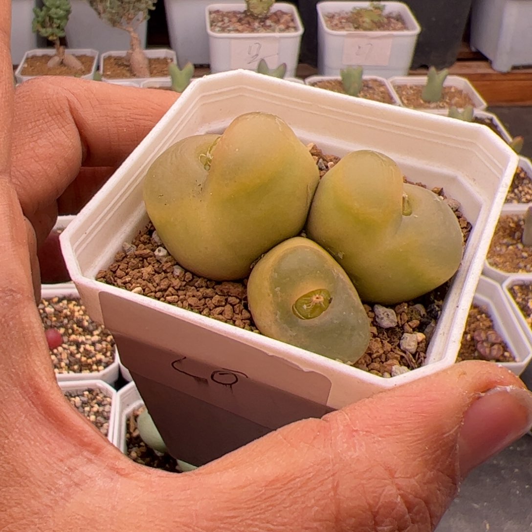 12.26大毛多肉植物28