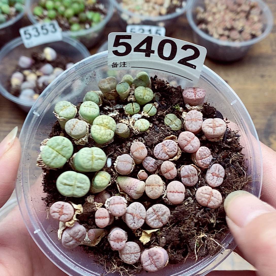 5402热唇啦啦啦啦啦呀