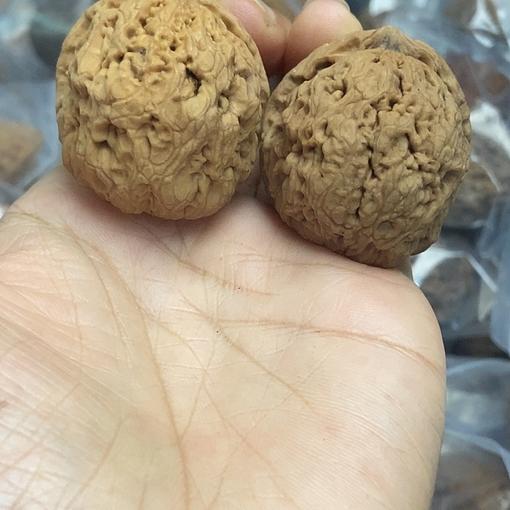 木质类云南铁核桃基地30