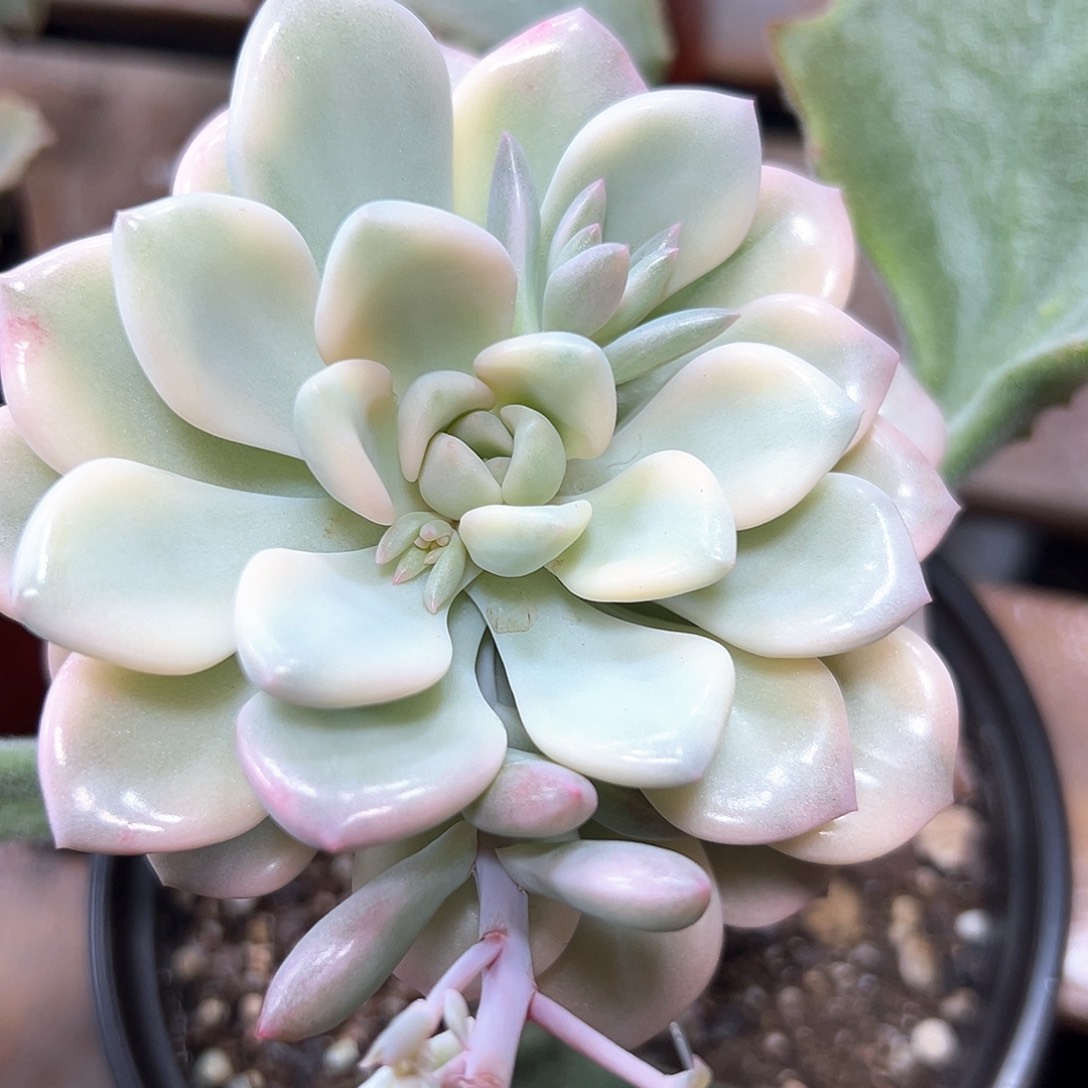 花斑鹿锦  小方花圃一物一拍