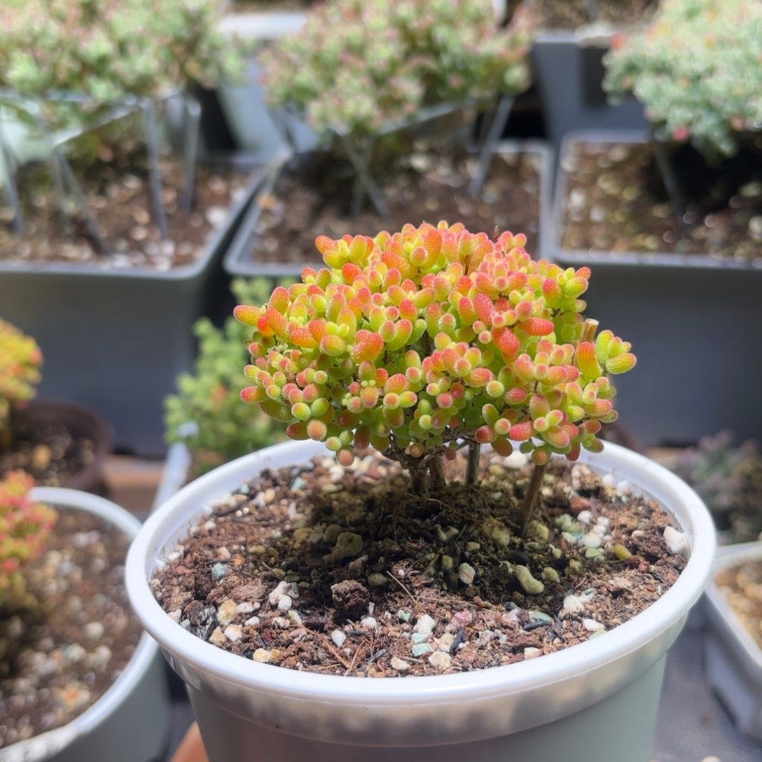 枝干番杏密橘糖球314